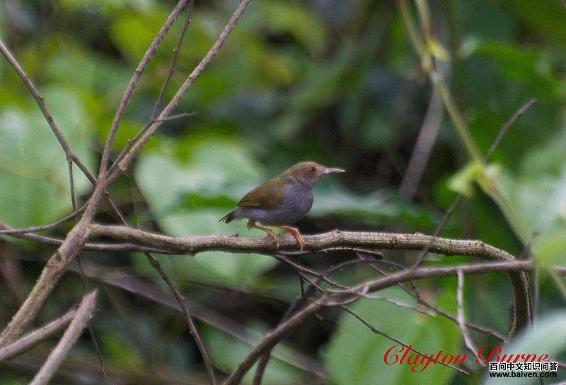 �̹���ݺ��ͼƬ