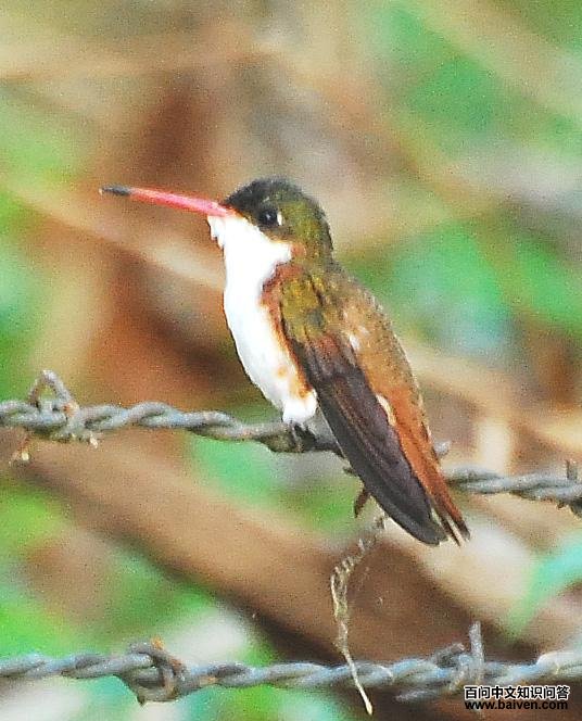 绿额蜂鸟 绿额蜂鸟的图片