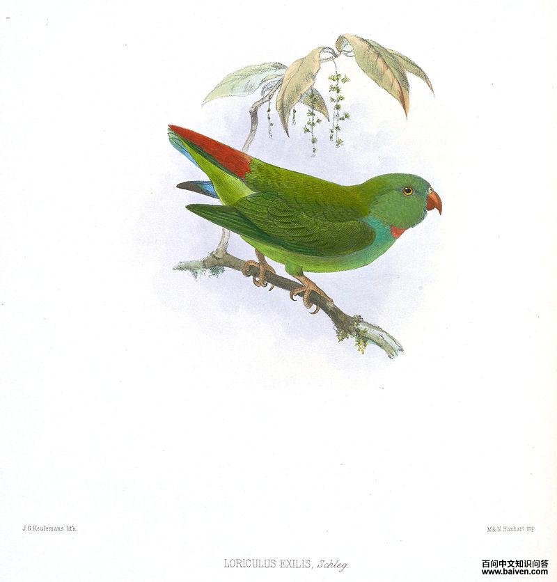 �̶�β���ĵ�ͼƬ