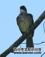 绿鸫鹎 绿鸫鹎的图片