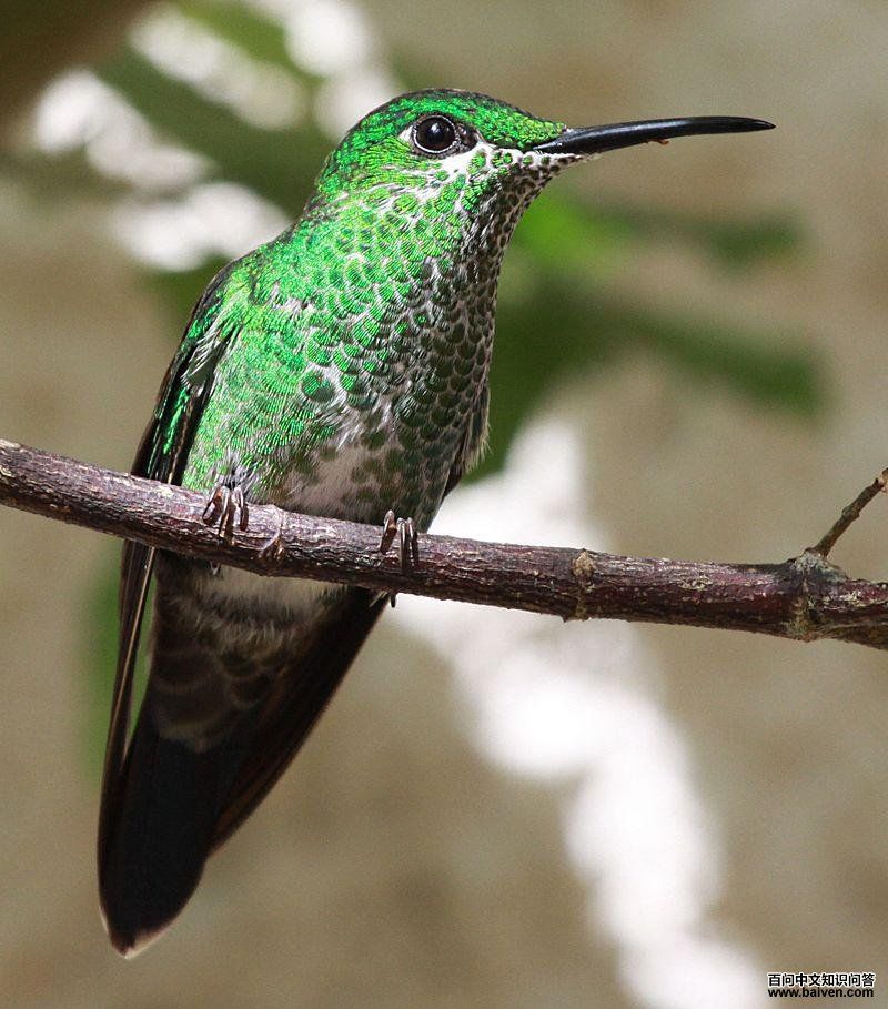 �̶��Է����ͼƬ