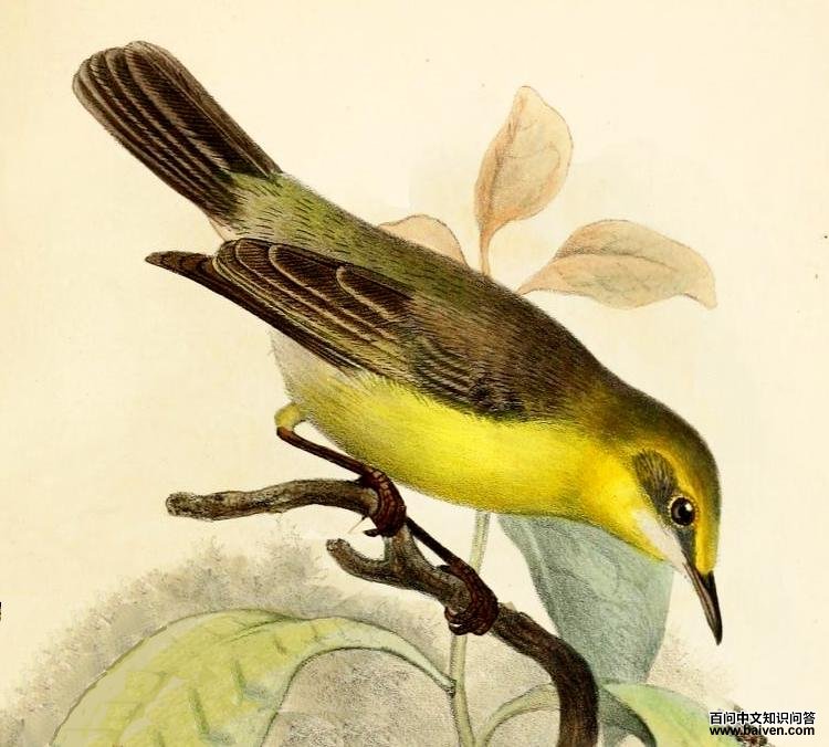 绿顶孤莺 绿顶孤莺的图片