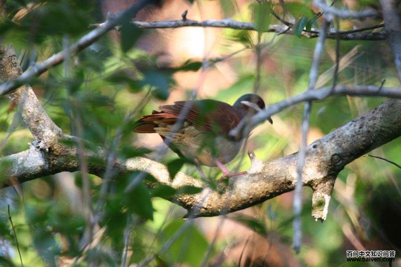 绿顶鹑鸠 绿顶鹑鸠的图片