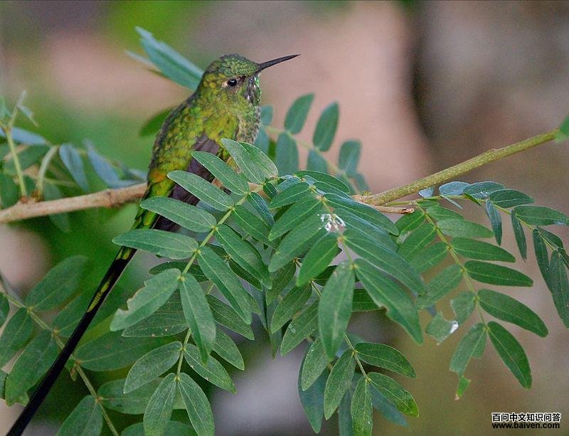 �̴�β�����ͼƬ