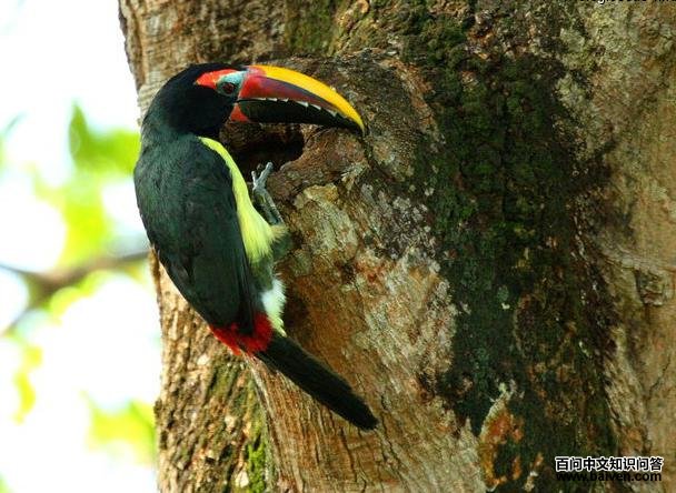 �̴��������