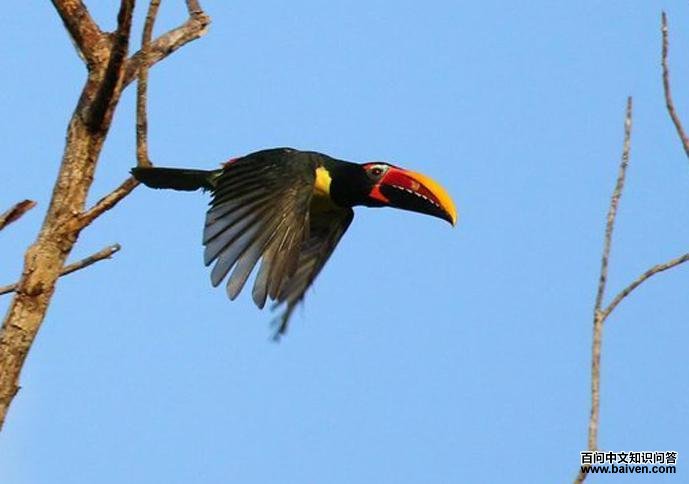 �̴��������