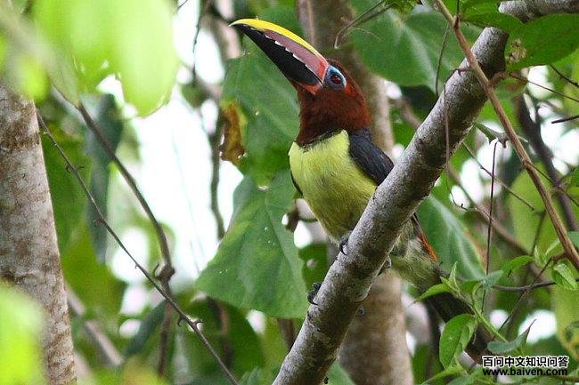 �̴��������