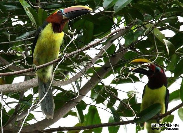 �̴��������