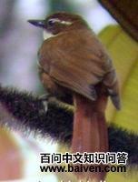 白喉拾叶雀 白喉拾叶雀的图片