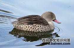 绿翅灰斑鸭 绿翅灰斑鸭的图片