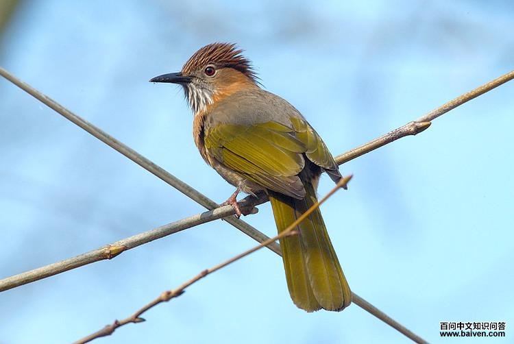 �̳�̽��ǵ�ͼƬ