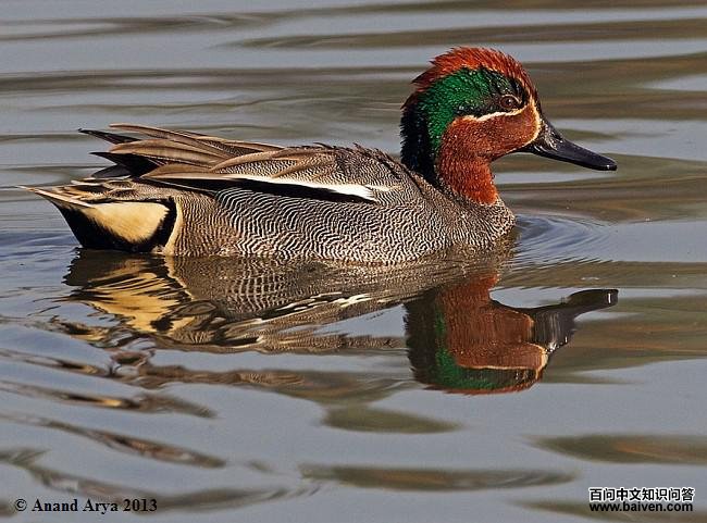 �̳�Ѽ��ͼƬ