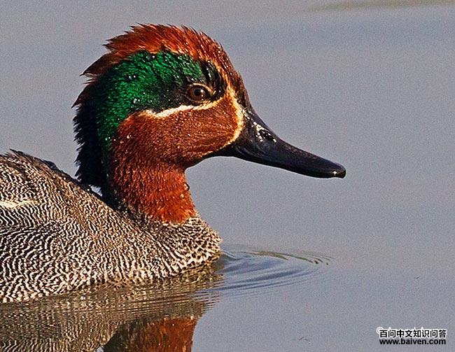 �̳�Ѽ������ͷ��