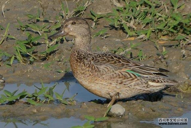 �̳�Ѽ������