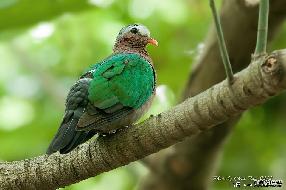 �̳����ͼƬ