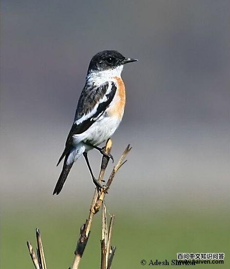 �׺�ʯ�S�����ϰװ߽ϴ�