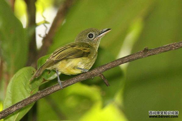 绿扁嘴霸鹟 绿扁嘴霸鹟的图片