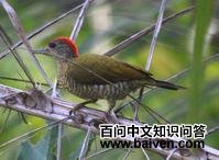 �̱���ľ���ͼƬ