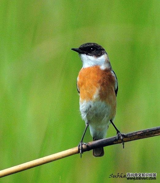 �׺�ʯ�S��������ɫ