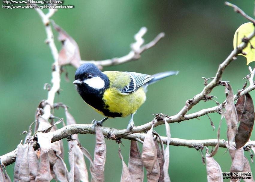 绿背山雀 绿背山雀的图片