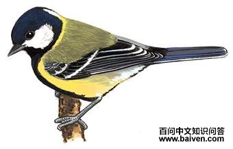 �̱�ɽȸ����̬����ͼ