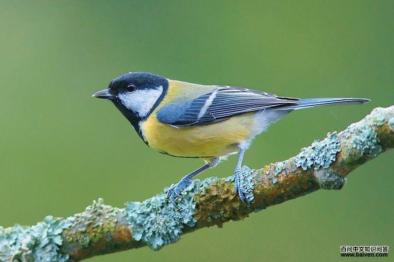 ��ɽȸ�Ƹ�����