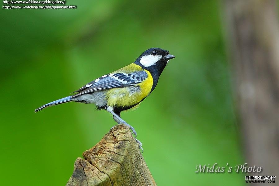 �̱�ɽȸ��̨��ë����̨����Ͷ��