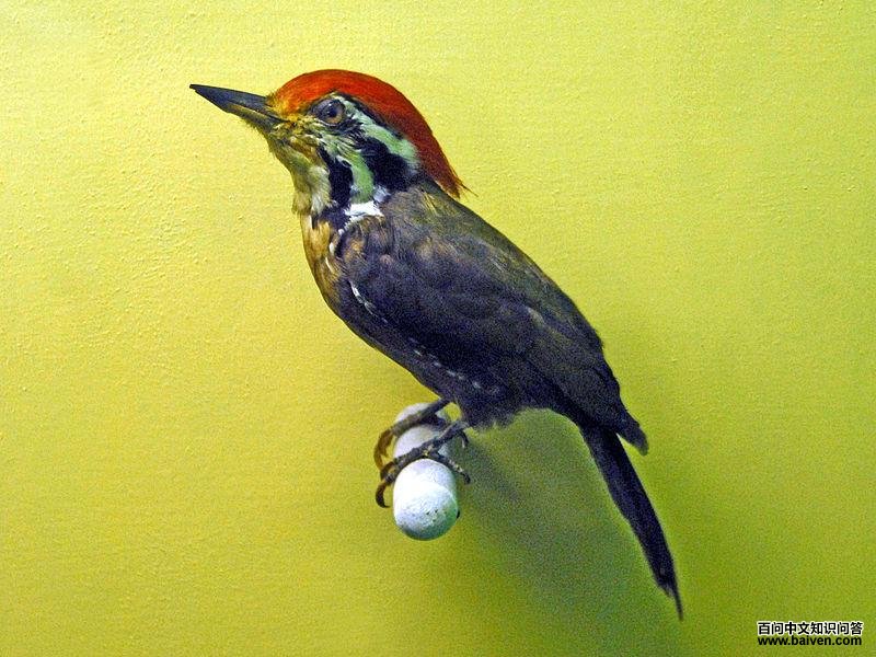 绿背三趾啄木鸟 绿背三趾啄木鸟的图片