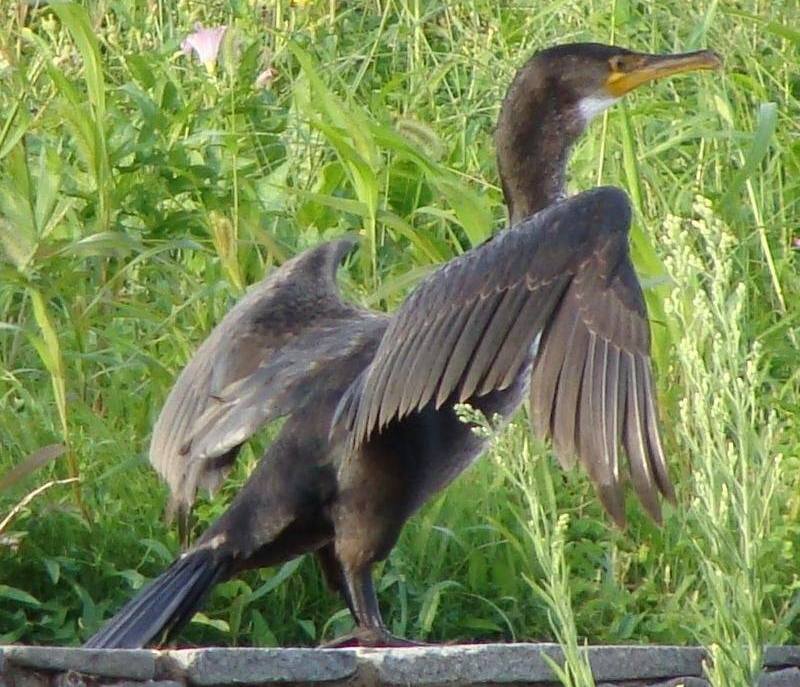 �̱���˵�ͼƬ