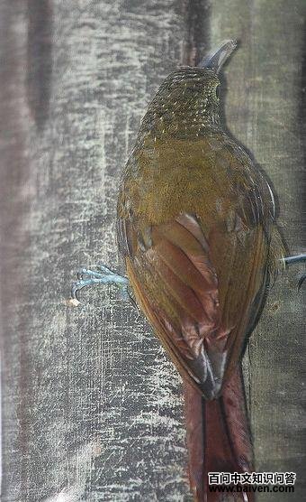 �̱���ȸ��ͼƬ