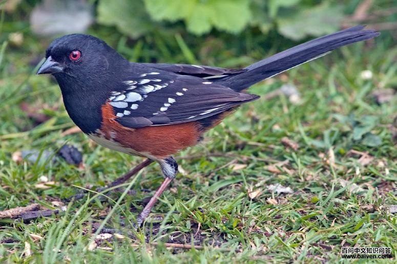 �̱����c��ͼƬ