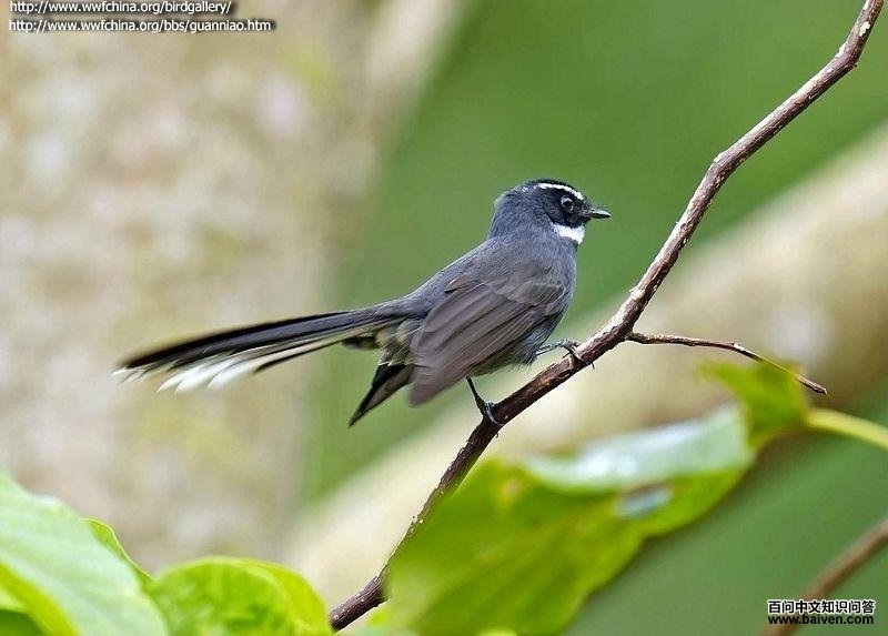 �׺���β�l��ͼƬ