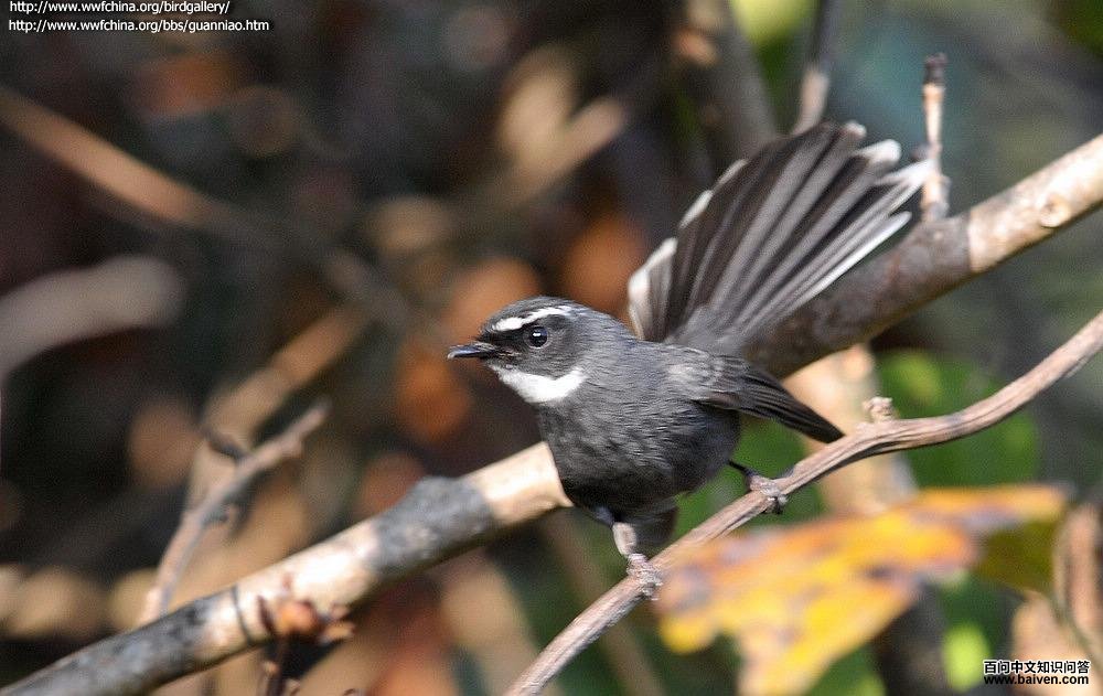 �׺���β�l