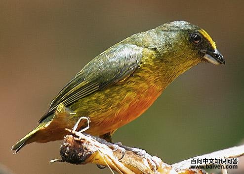 �̱���ȸ��ͼƬ