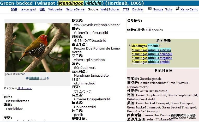 绿背斑雀 绿背斑雀的图片