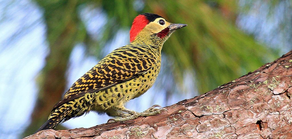 绿斑扑翅鴷 绿斑扑翅鴷的图片