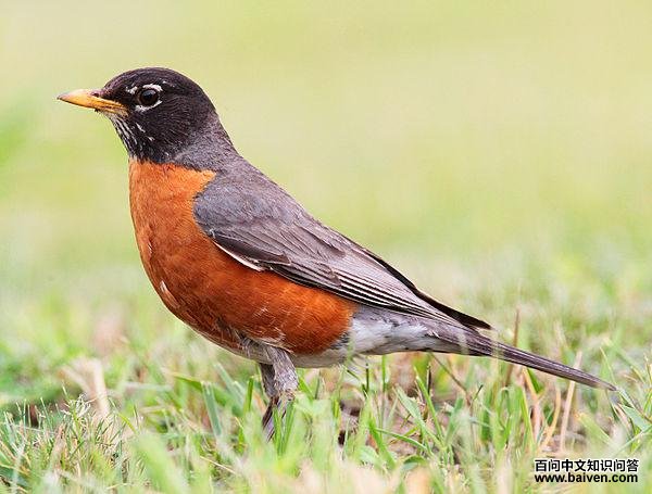 旅鸫 旅鸫的图片