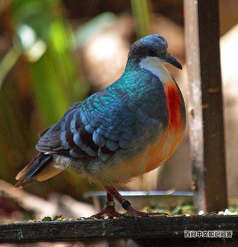 吕宋鸡鸠 吕宋鸡鸠的图片