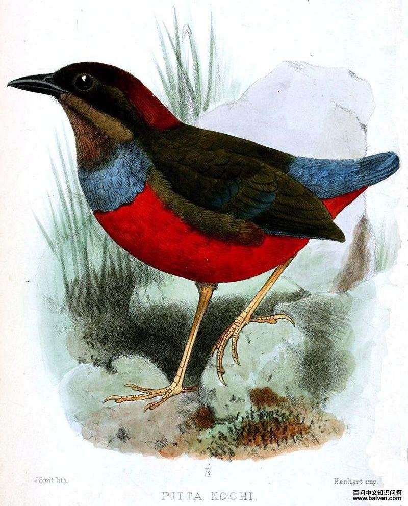 ���ΰ�ɫ��ͼƬ