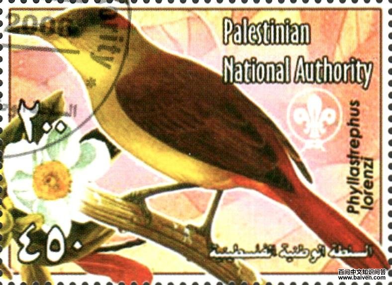 洛氏旋木鹎 洛氏旋木鹎的图片