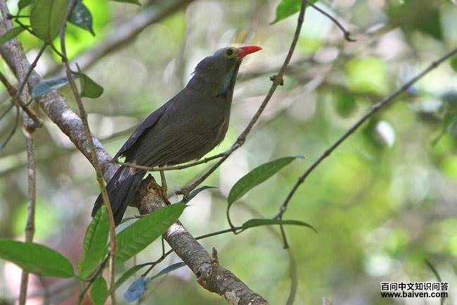 裸头噪鹛 裸头噪鹛的图片