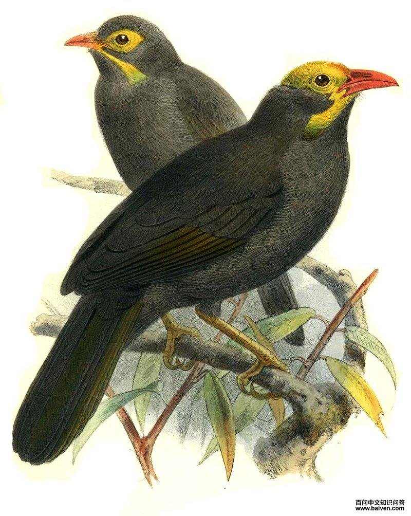 ��ͷ����