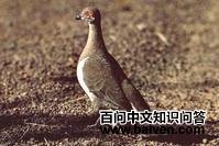 ��������ͼƬ