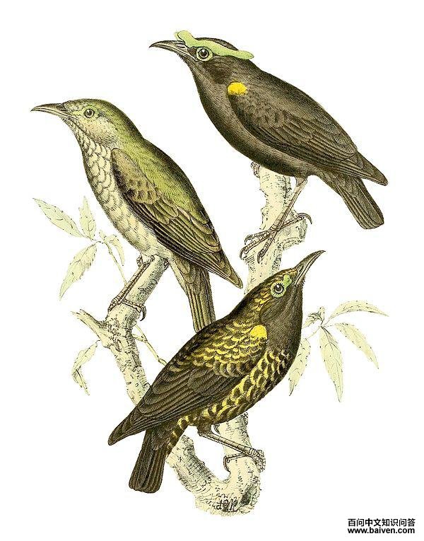 裸眉鸫科 裸眉鸫科的图片