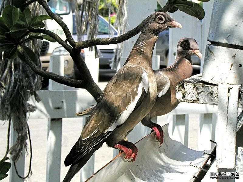 ������ͼƬ