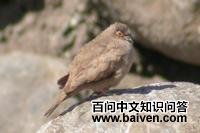 裸眶地鸠 裸眶地鸠的图片