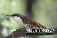 白喉爬树雀 白喉爬树雀的图片