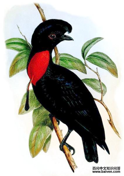 裸颈伞鸟 裸颈伞鸟的图片