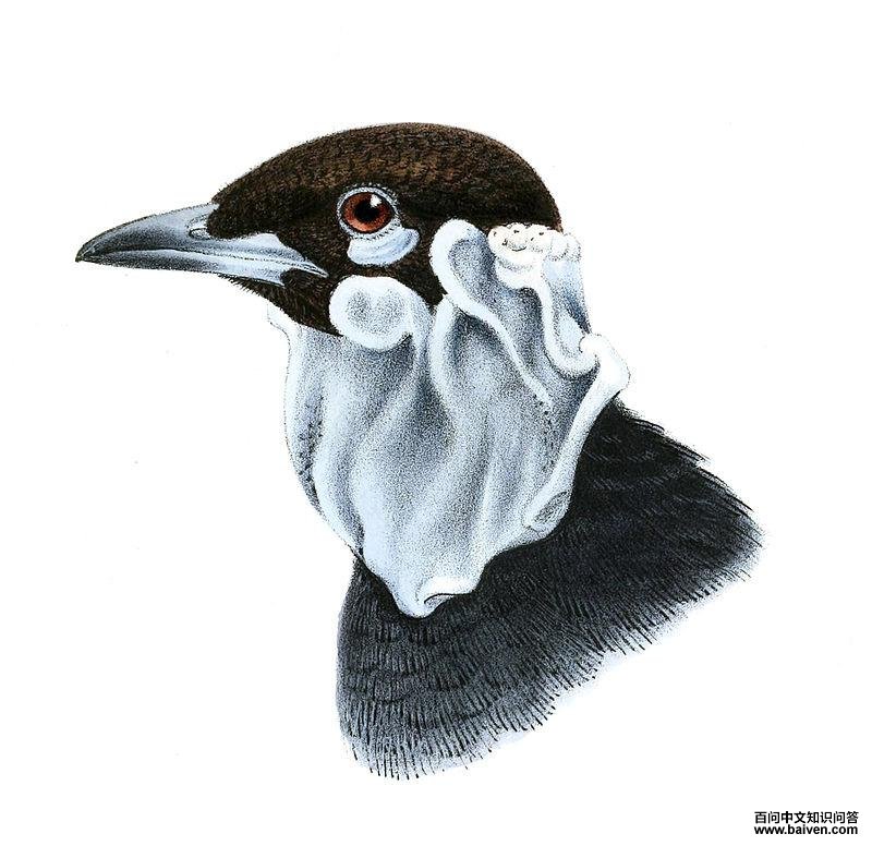 �㾱��ɡ���ͼƬ