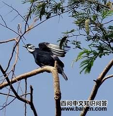 �㾱��ɡ��